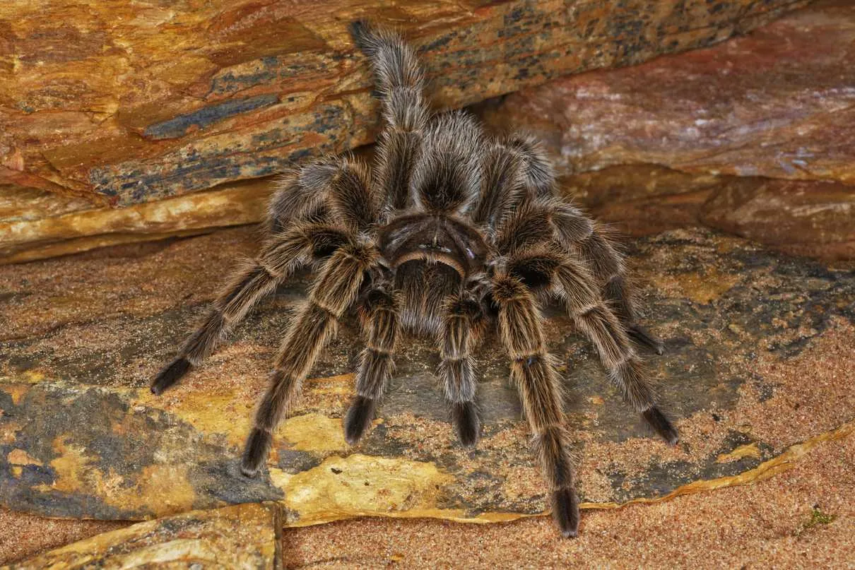21545 burrow web tarantula