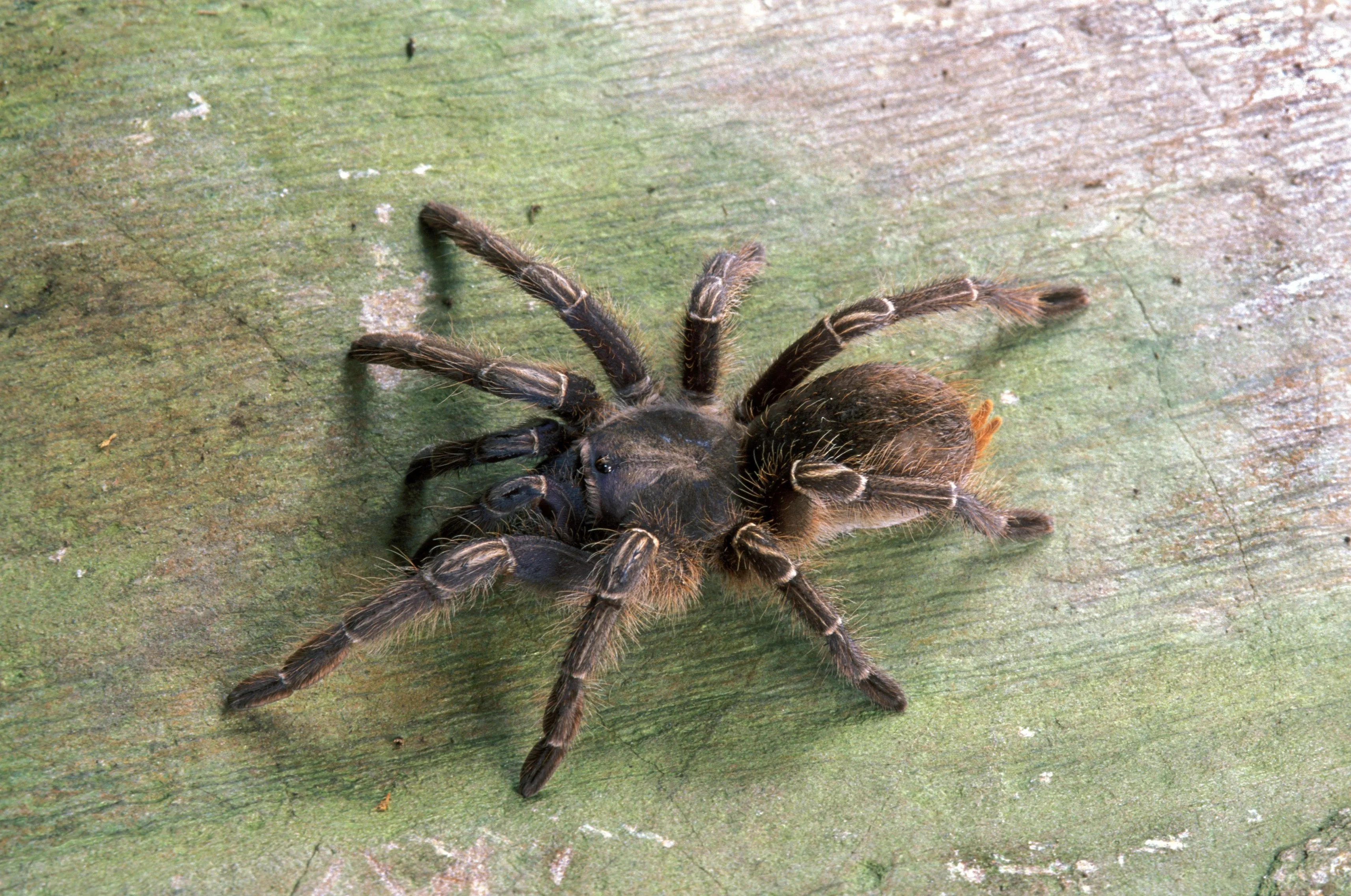 21545 sheet web tarantula
