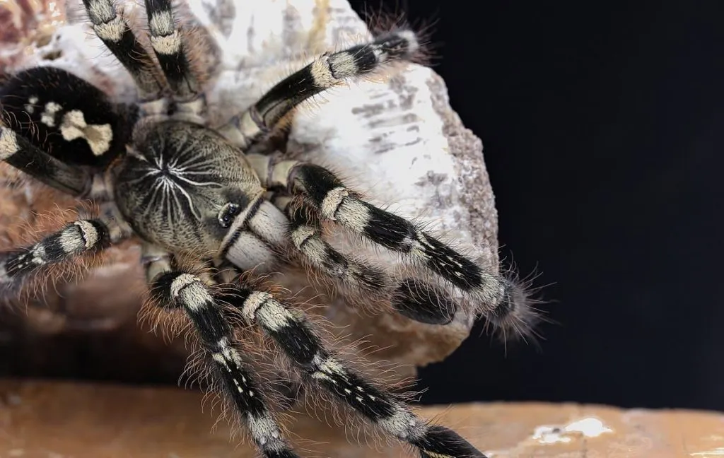 21545 tarantula building web