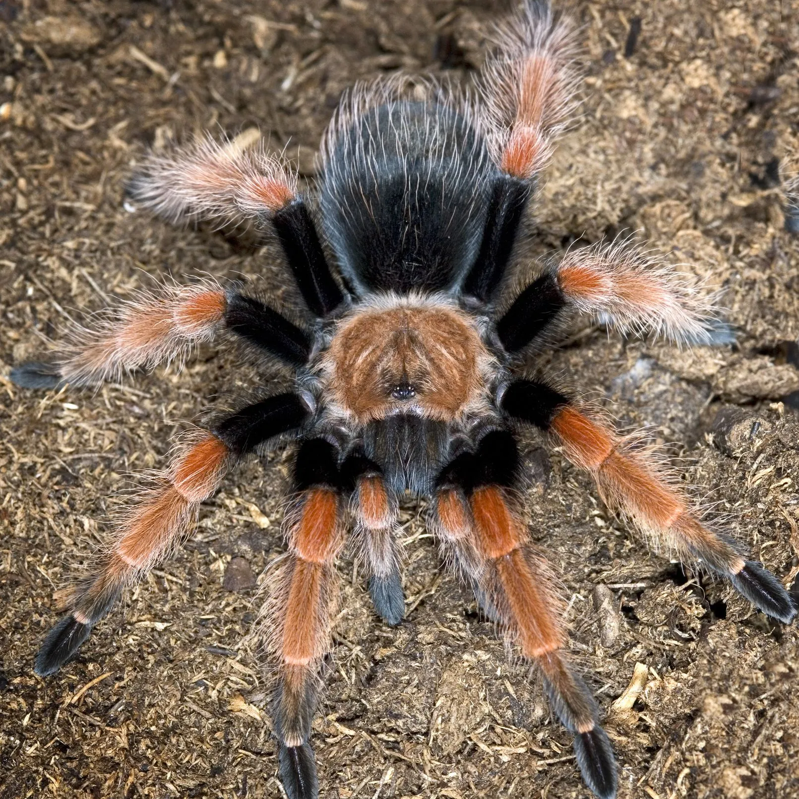 21545 tarantula catching prey