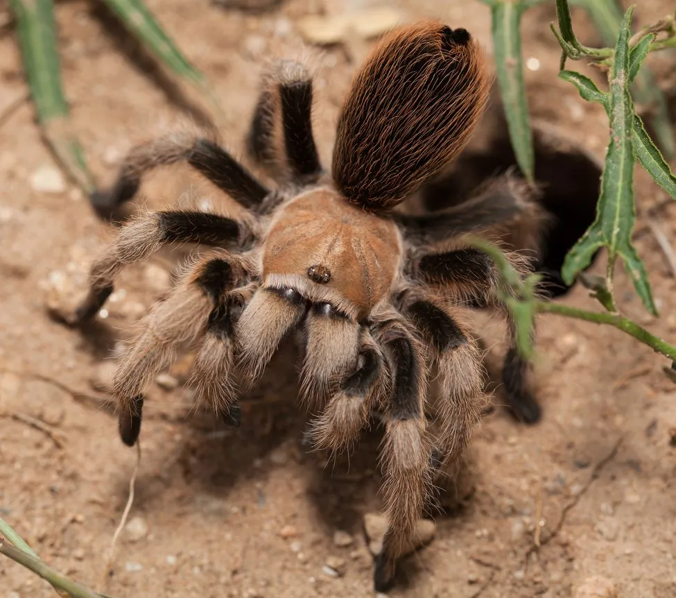 /img/21545-tarantula-mating.webp