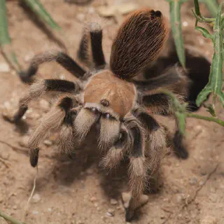 /img/21545-tarantula-mating.webp