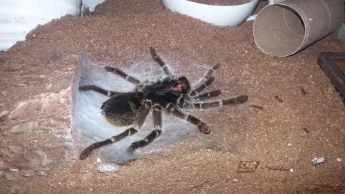 21545 tarantula web silk