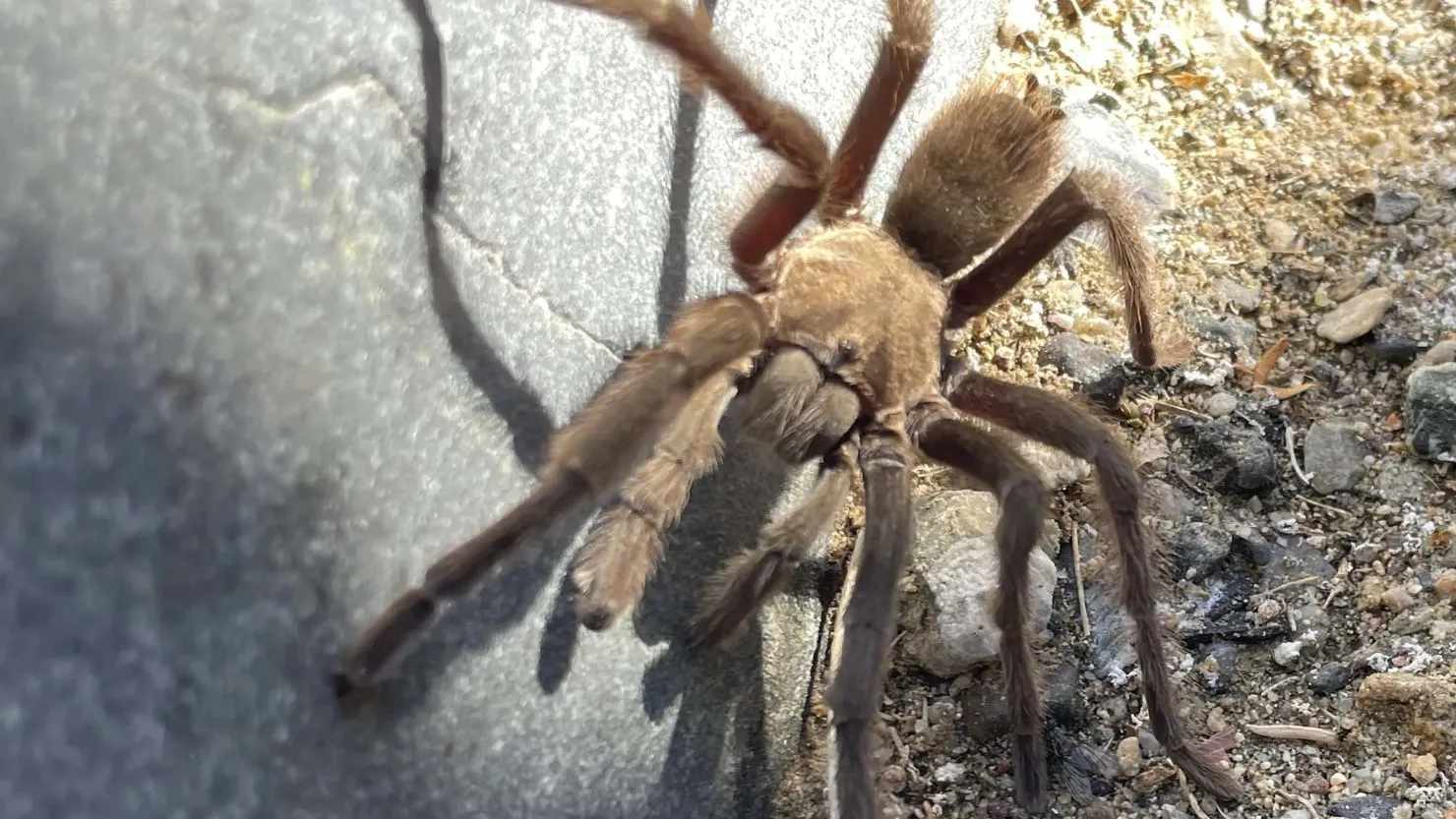 21546 tarantula biting dog
