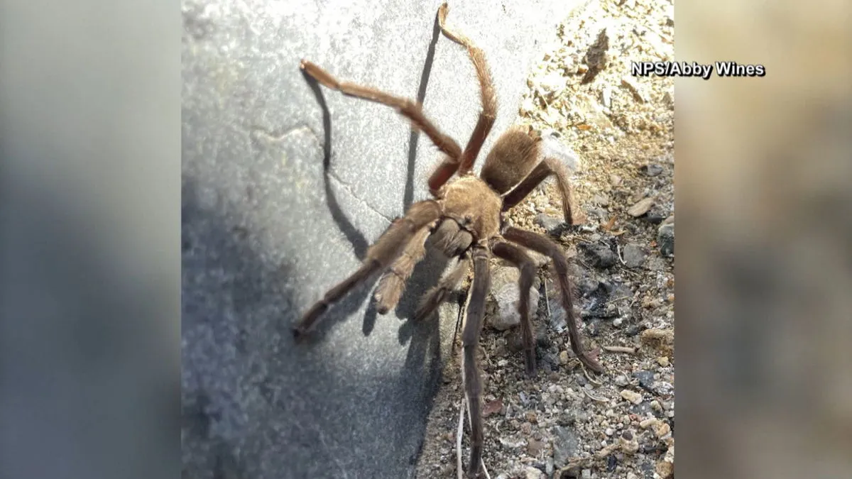 21546 tarantula dog prevention