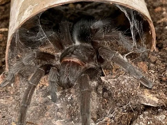 21548 feeding tarantula