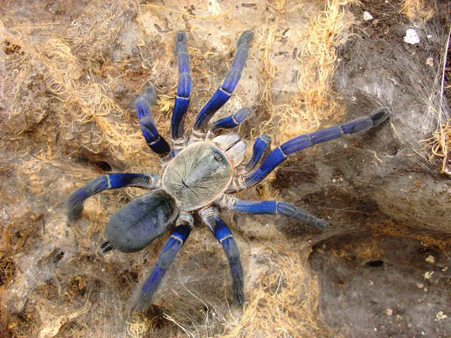 21548 handling tarantula