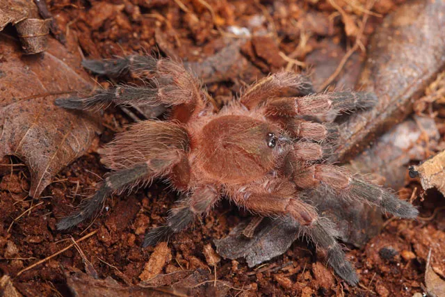21548 healthy tarantula