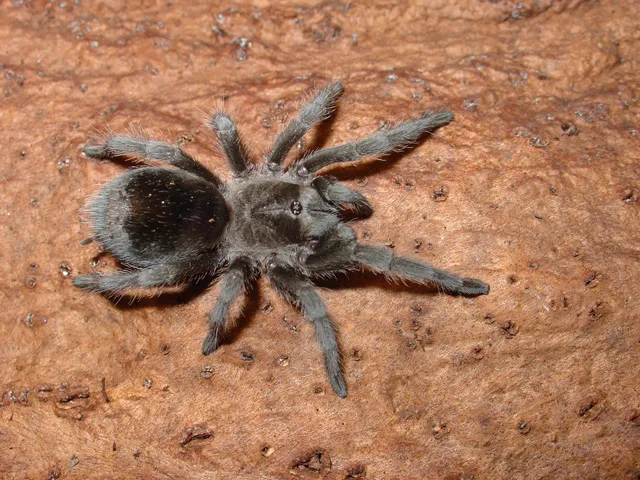 /img/21548-tarantula-enclosure.webp