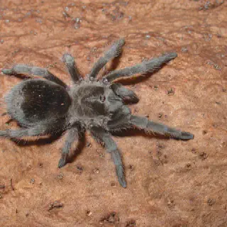 /img/21548-tarantula-enclosure.webp