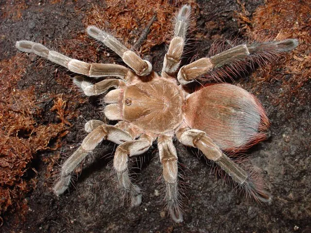 21548 tarantula for sale canada