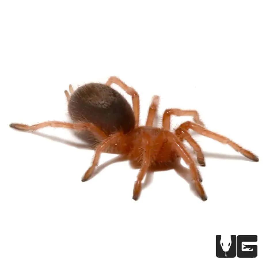 21553 chilean rose tarantula feeding