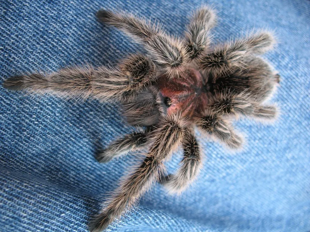 21553 chilean rose tarantula handling