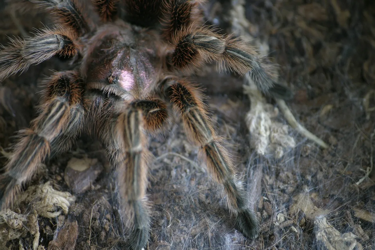 /img/21553-chilean-rose-tarantula-health.webp