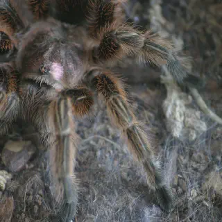 /img/21553-chilean-rose-tarantula-health.webp