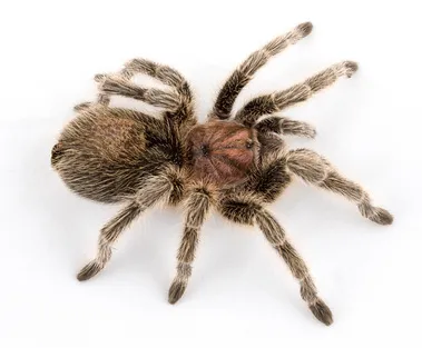 21553 chilean rose tarantula introduction