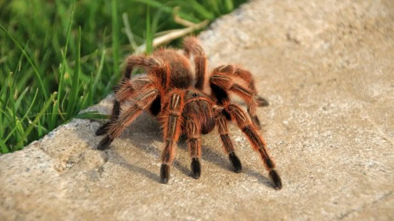 21553 chilean rose tarantula molting