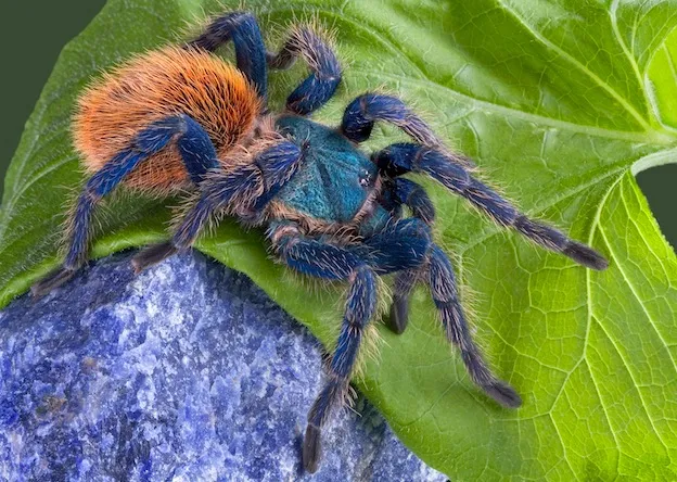 21558 tarantula company customers