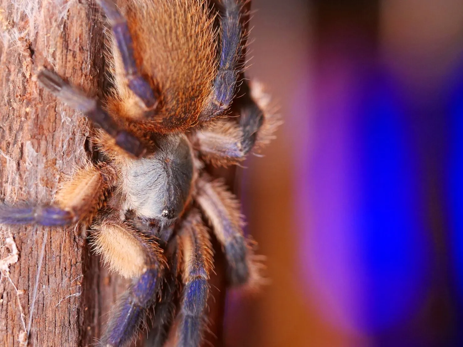 21558 tarantula company innovation