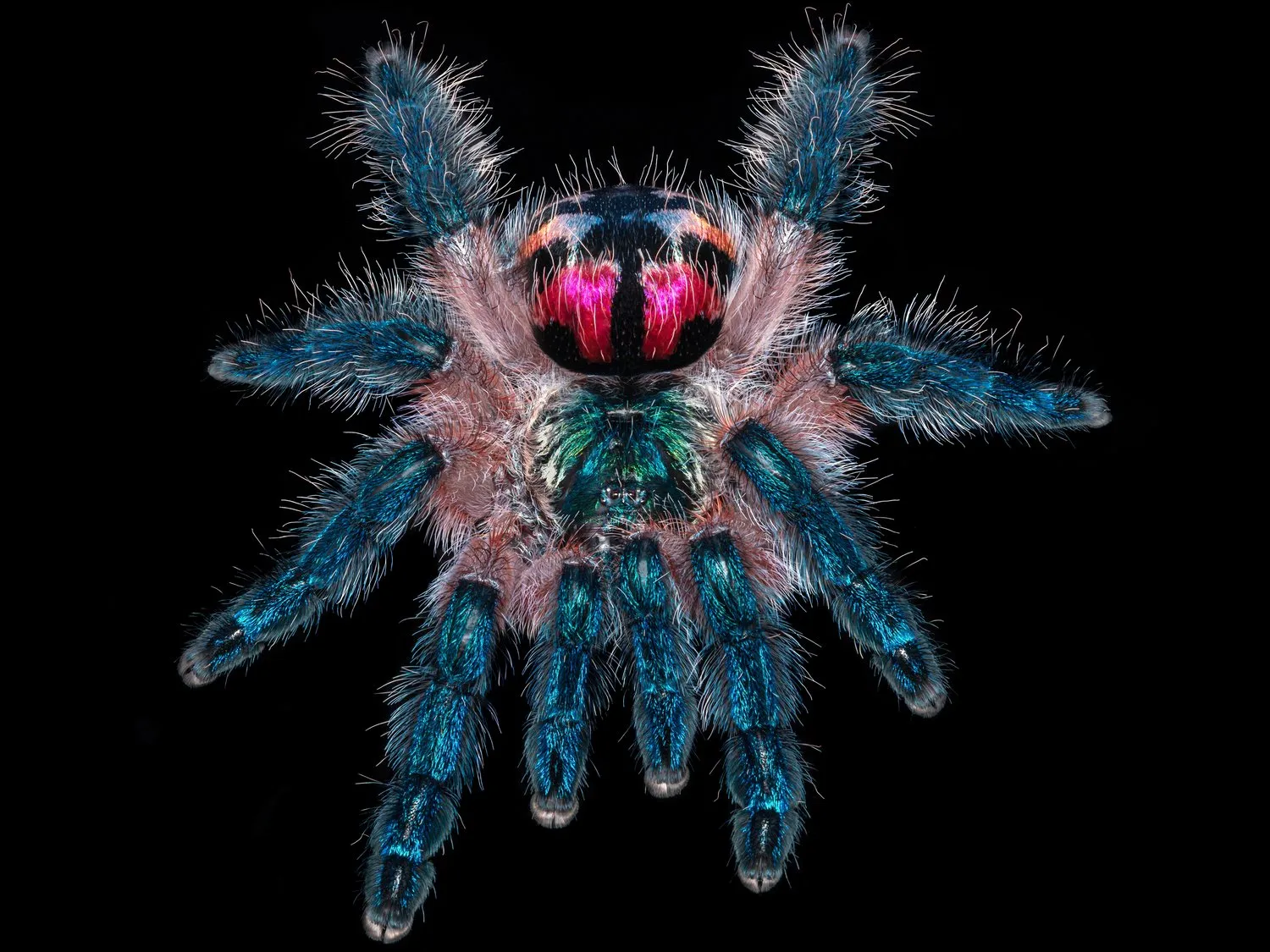 21558 tarantula company overview