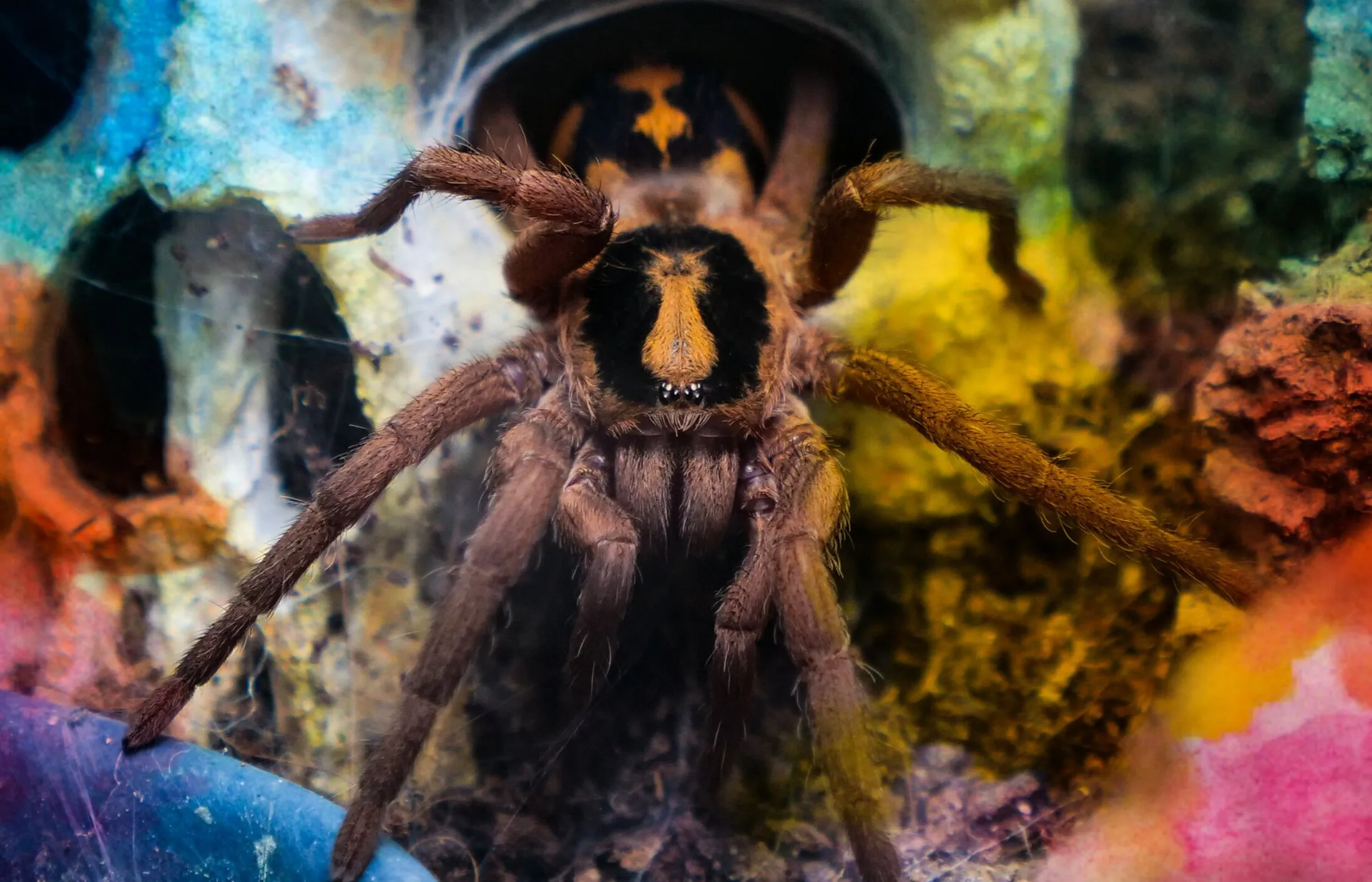 21558 tarantula company strategy