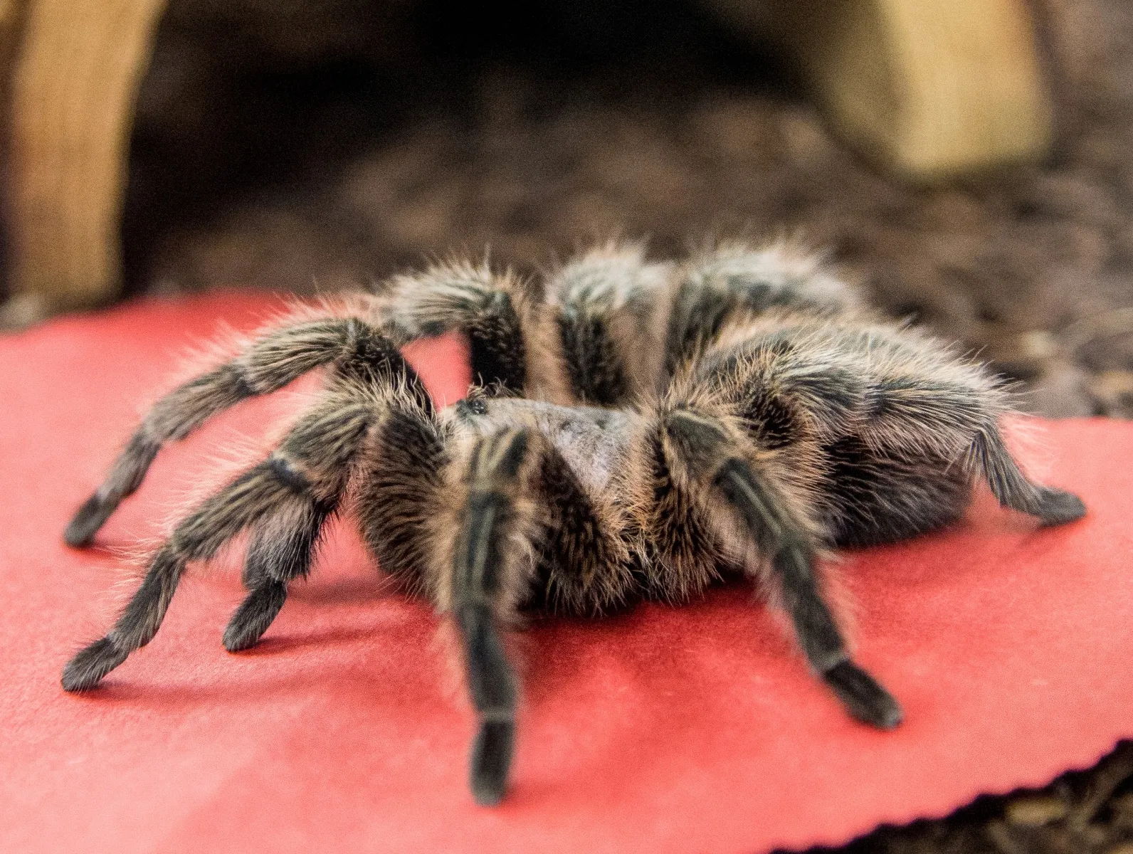 21558 tarantula company team