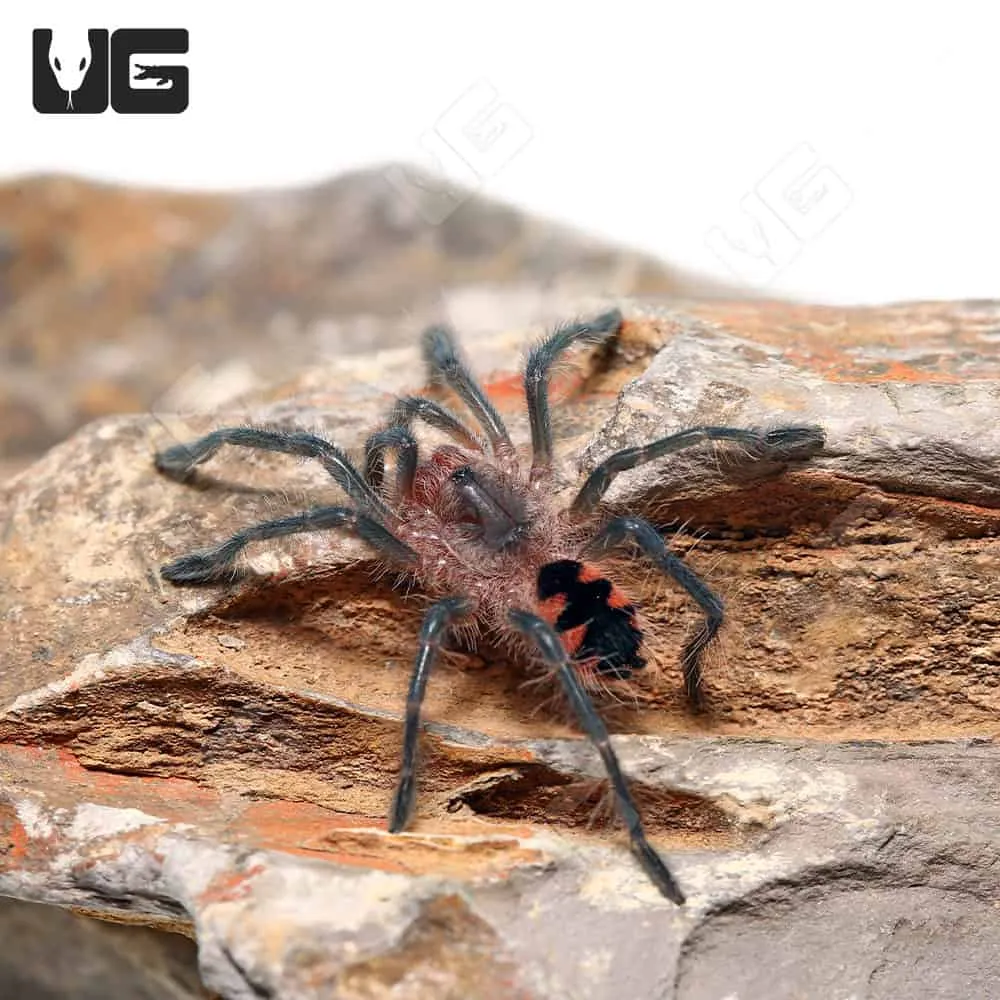 21560 ecuadorian olive grey tarantula captive care