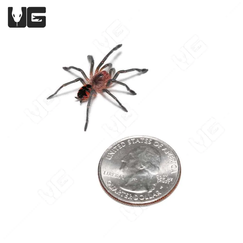 /img/21560-ecuadorian-olive-grey-tarantula-conservation.webp