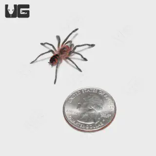 /img/21560-ecuadorian-olive-grey-tarantula-conservation.webp
