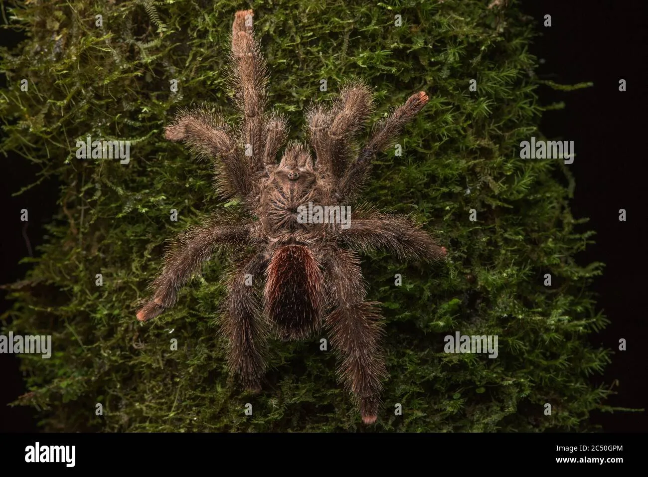 21560 ecuadorian olive grey tarantula feeding