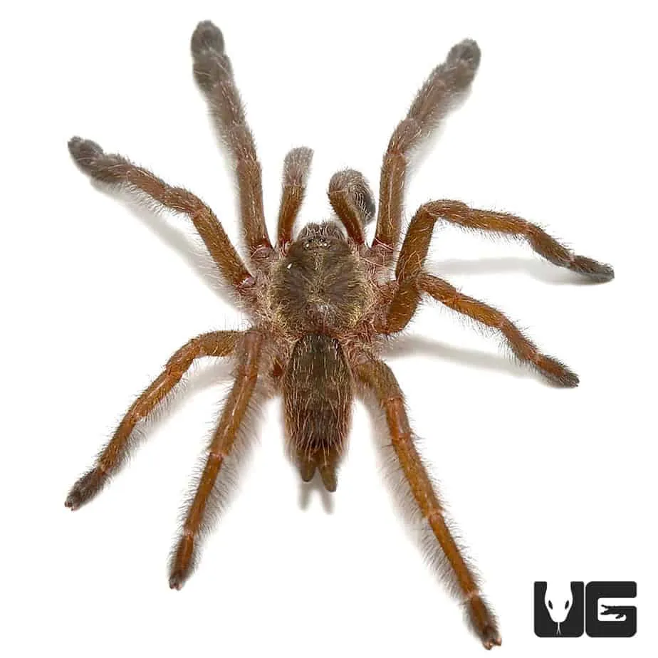 21560 ecuadorian olive grey tarantula habitat