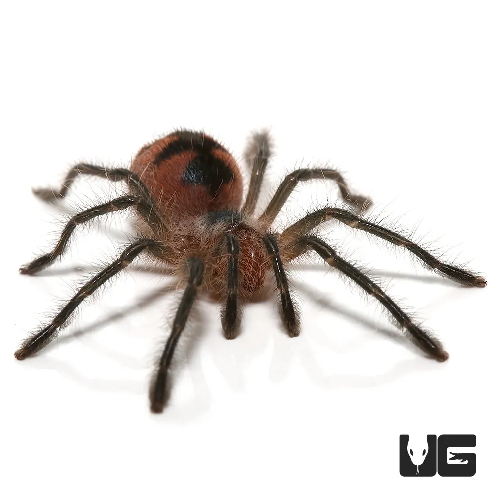 21560 ecuadorian olive grey tarantula molting