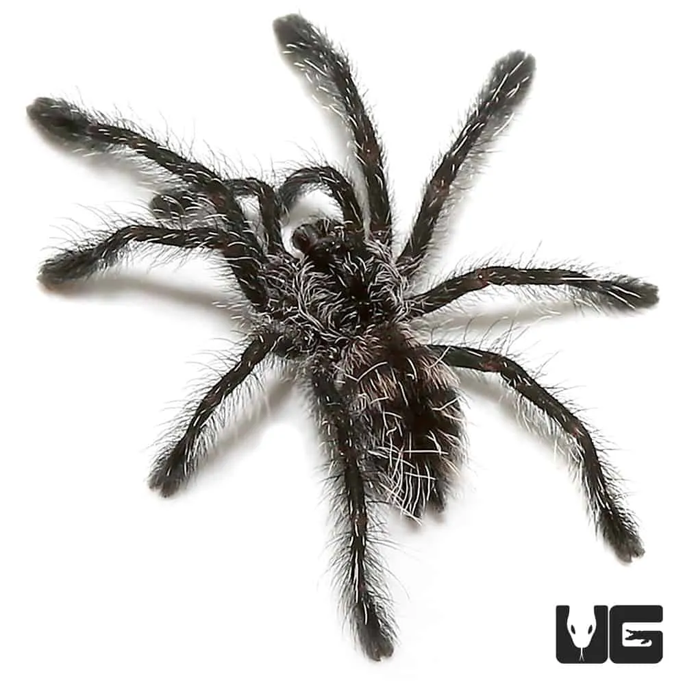 21560 ecuadorian olive grey tarantula overview