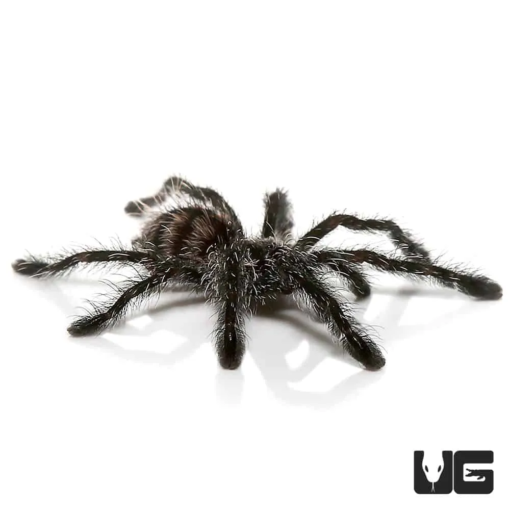 21560 ecuadorian olive grey tarantula size