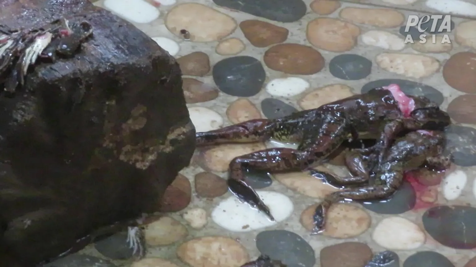 21562 tarantula pet frog consequences