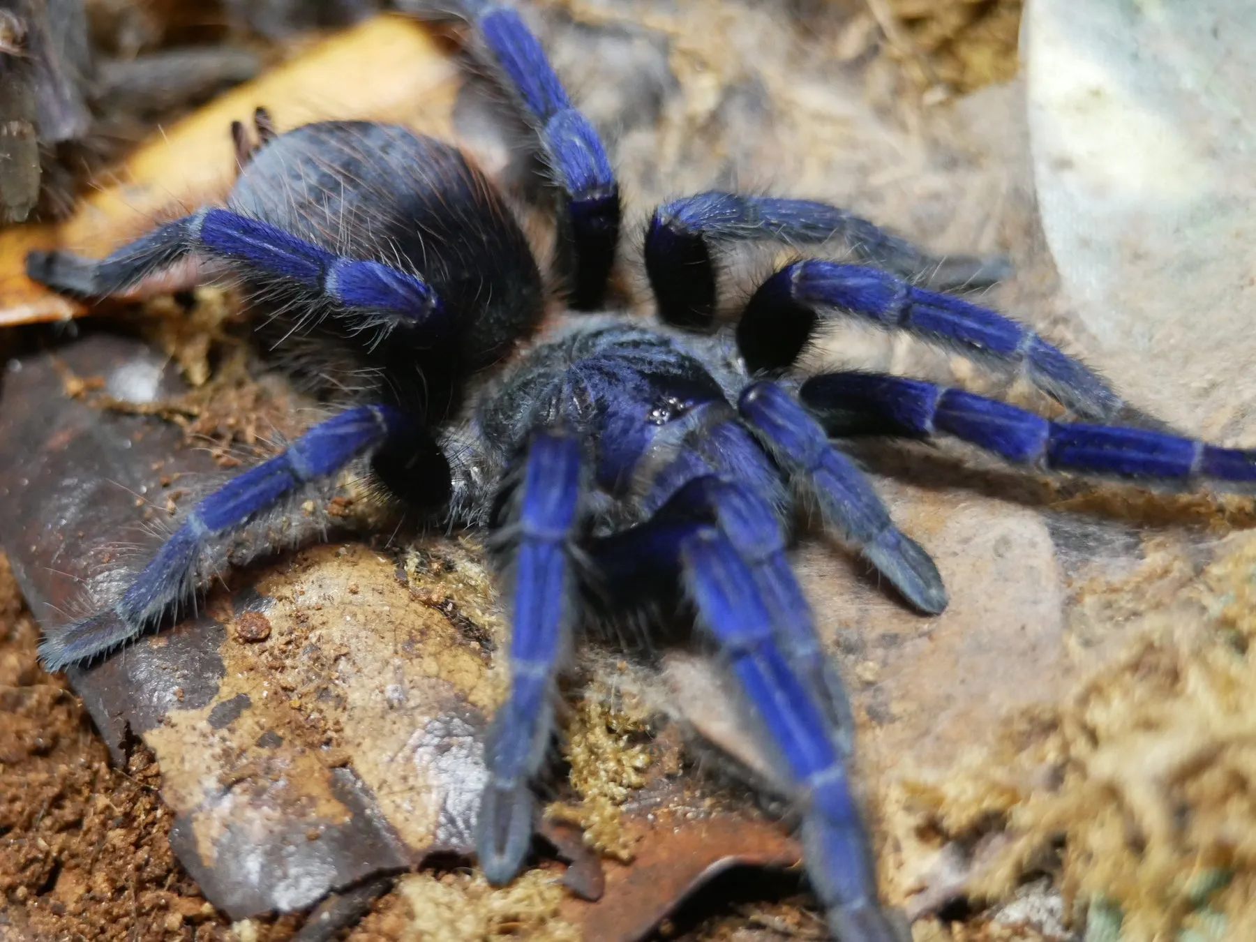 /img/21563-blue-tarantula-size-comparison.webp