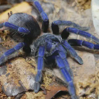 /img/21563-blue-tarantula-size-comparison.webp