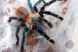 21563 tarantula health