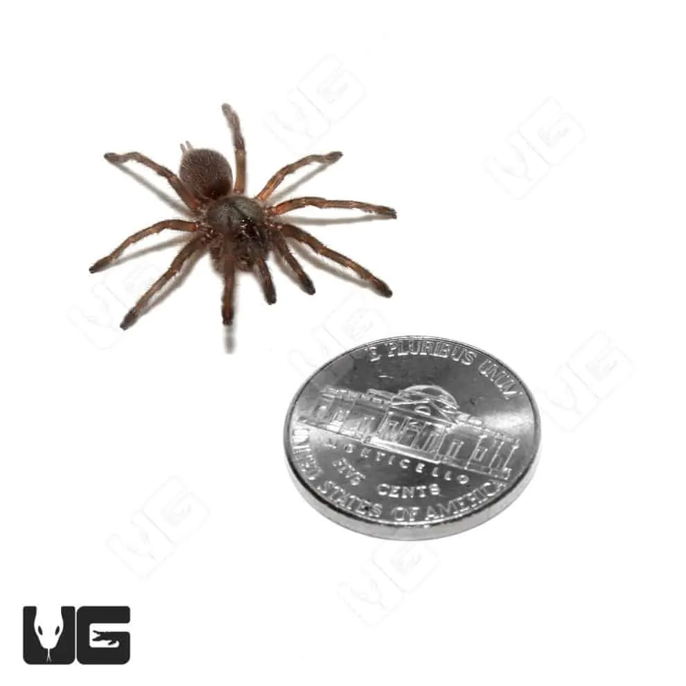 /img/21566-socotra-island-tarantula-behavior.webp
