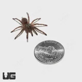 /img/21566-socotra-island-tarantula-behavior.webp