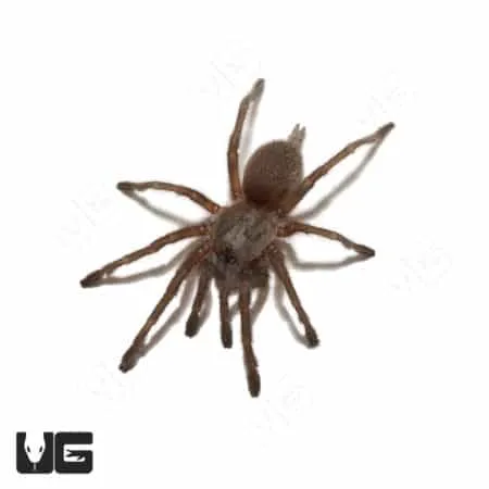 21566 socotra island tarantula conservation