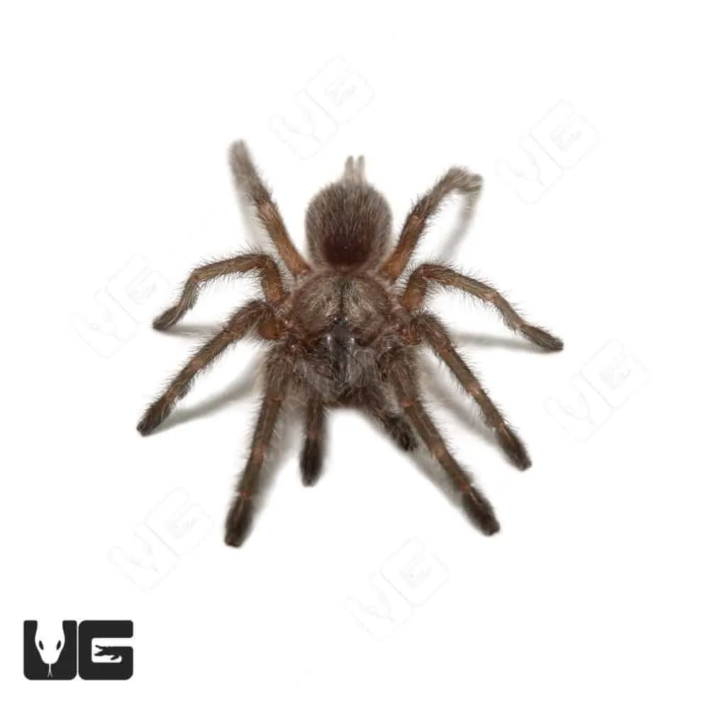 21566 socotra island tarantula ecosystem