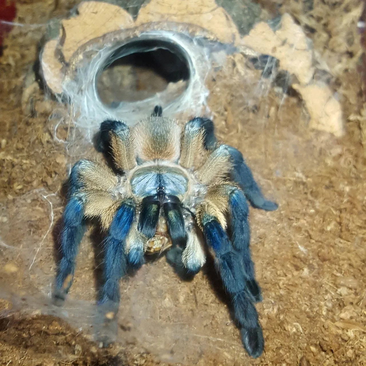 21566 socotra island tarantula habitat