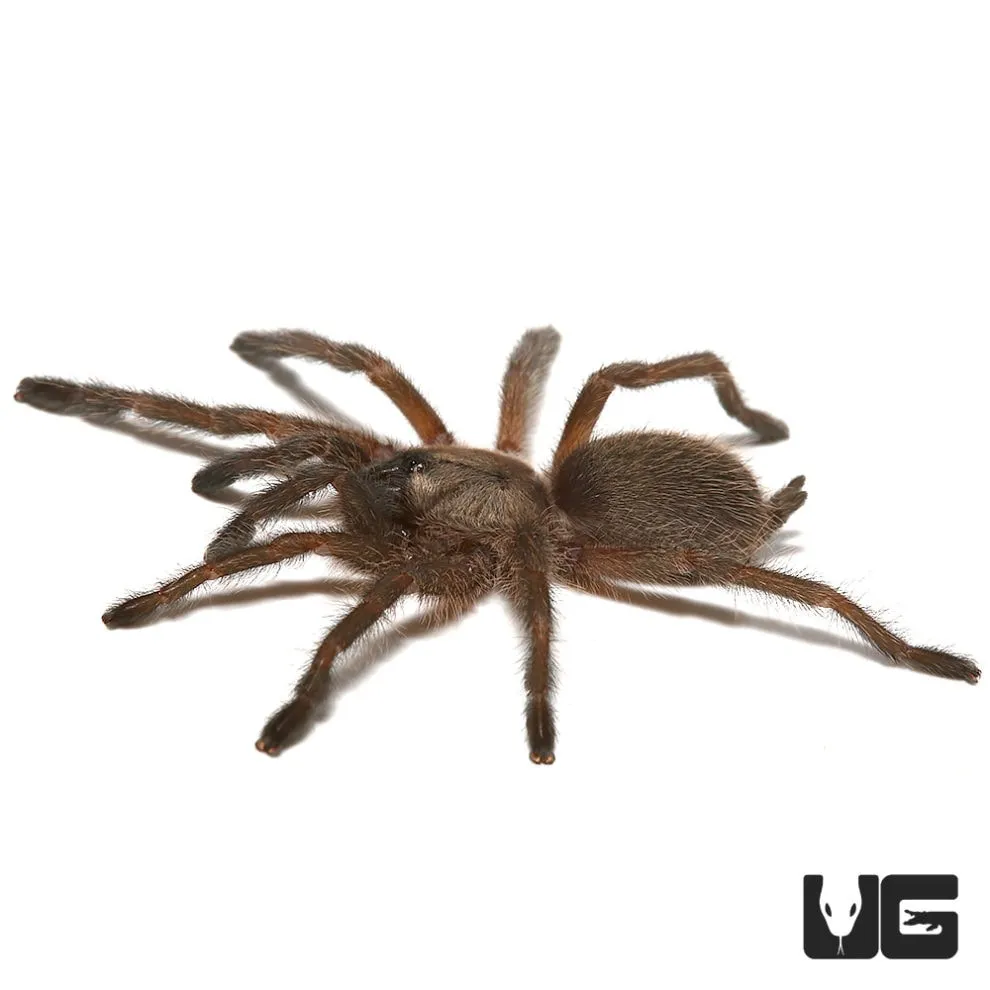 21566 socotra island tarantula hunting