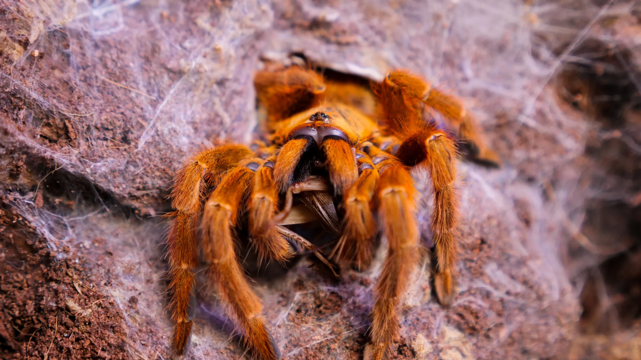 21569 ps tarantula infestation