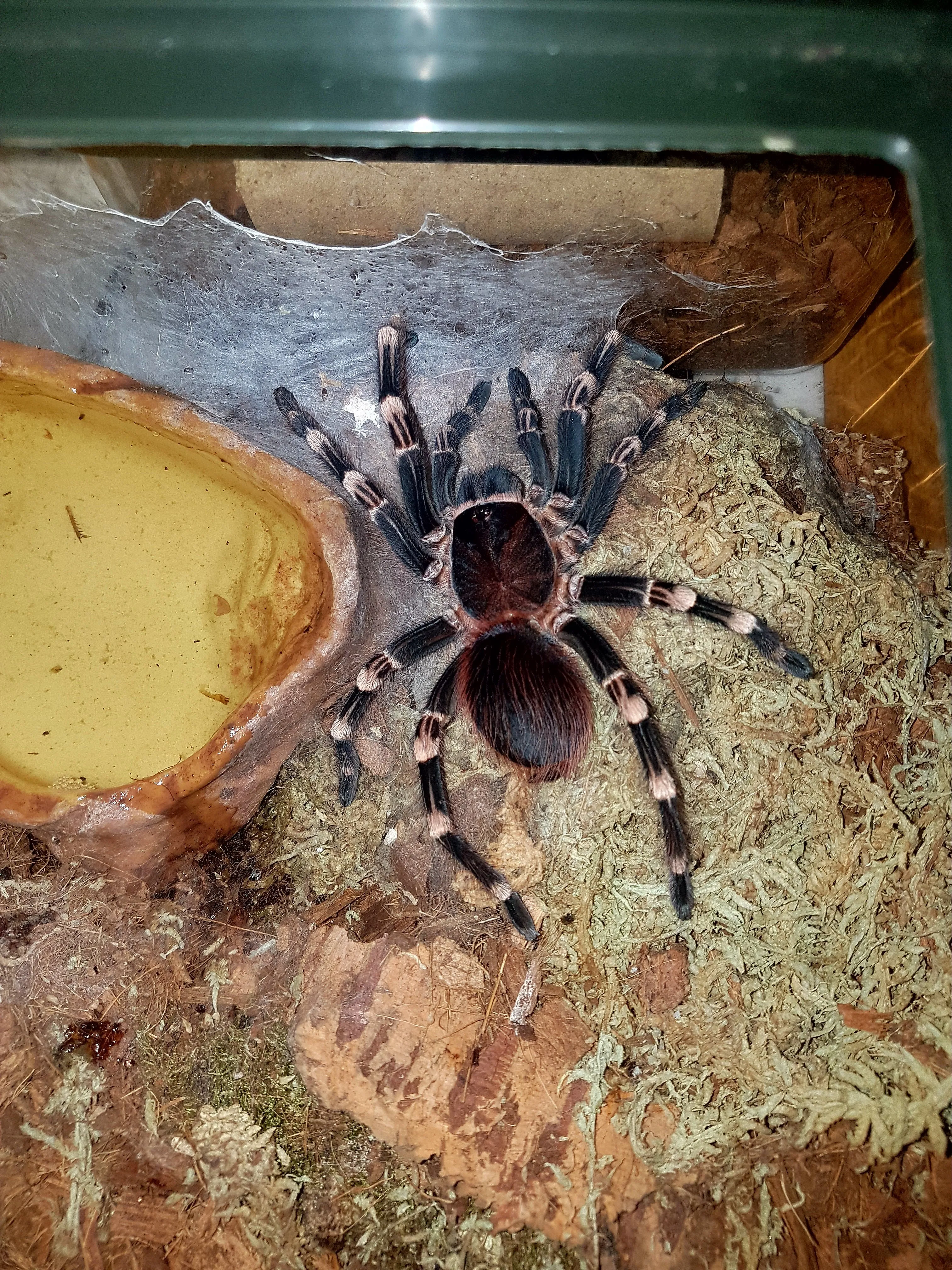 21569 ps tarantula pest control