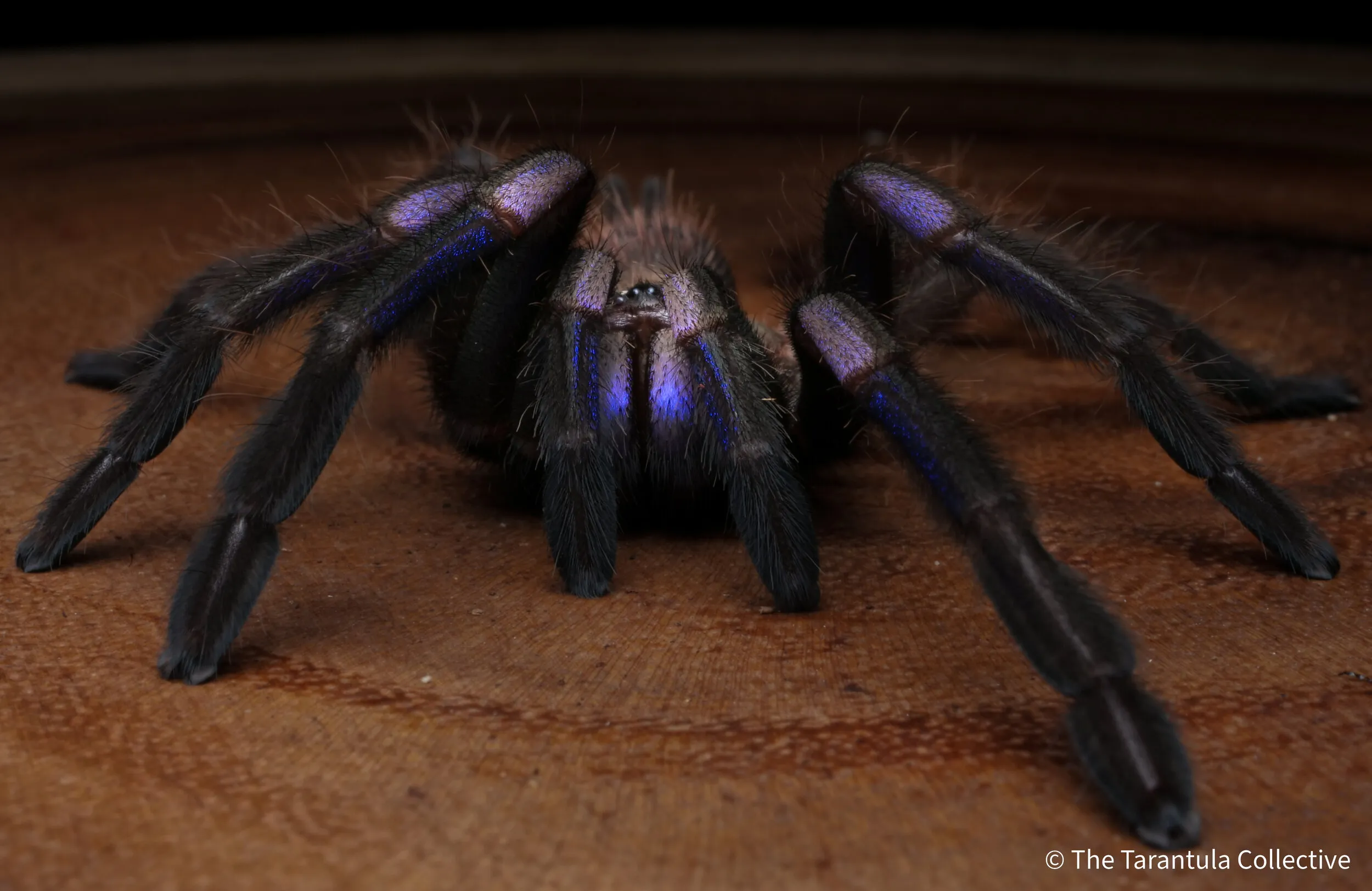 21569 ps tarantula prevention