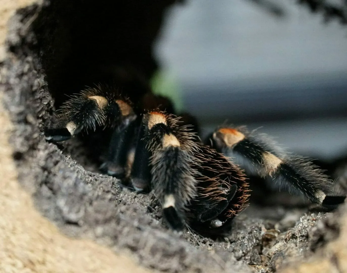 21571 mexican red knee tarantula decor