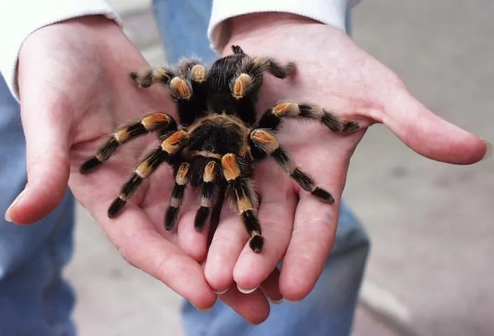 21571 tarantula feeding time
