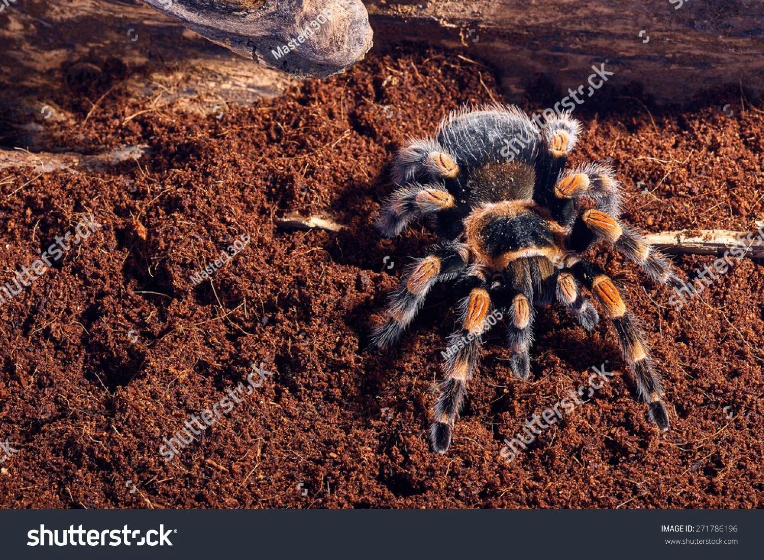 21571 tarantula temperature gauge